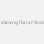STAT-Q Mouse Adsorbed DAB KIT; for staining Rat antibodies-on-Mouse tissues 250 plus slide kit